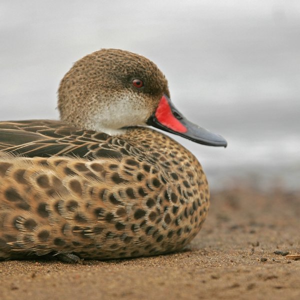 Anas bahamensis galapagensis (Ridgway, 1890)