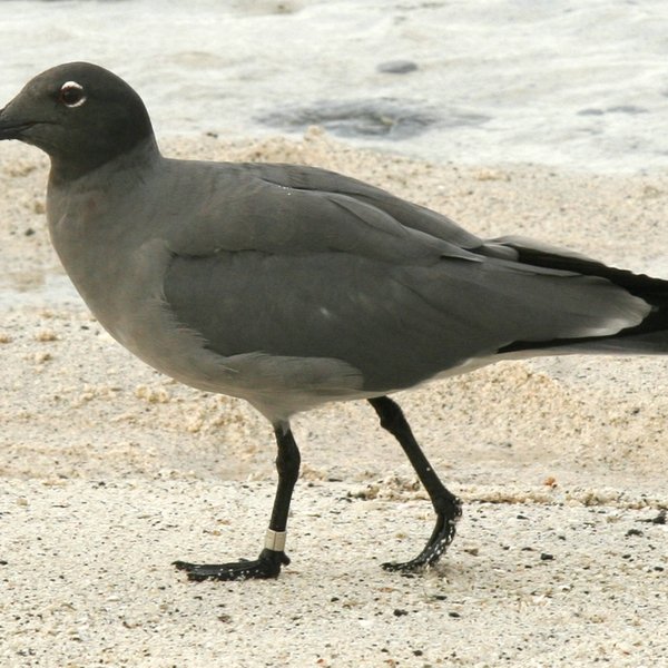 Leucophaeus fuliginosus (Gould, 1841)
