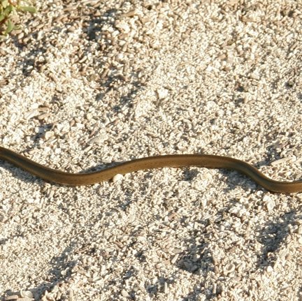 Pseudalsophis biserialis (Günther, 1860)