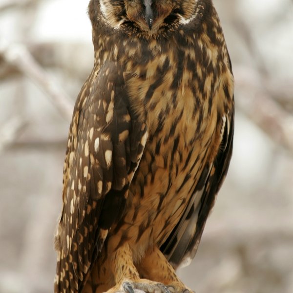 Asio flammeus galapagoensis (Gould, 1837)