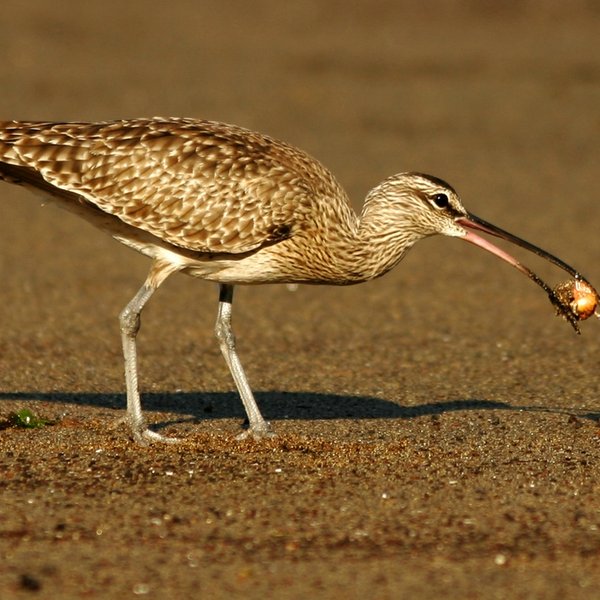 Numenius phaeopus Linnaeus, 1758