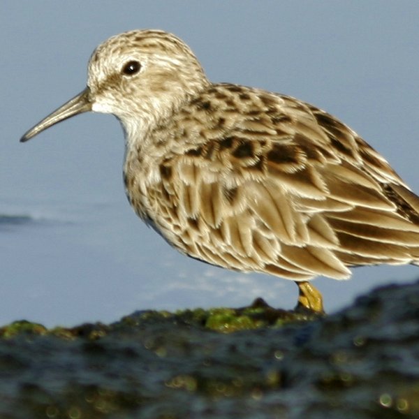 Calidris minutilla Vieillot, 1819