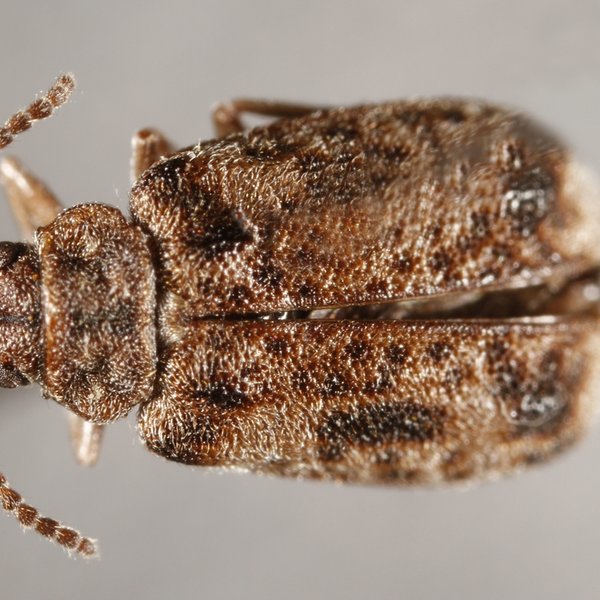 Acalymma limbata (C. Waterhouse, 1877)