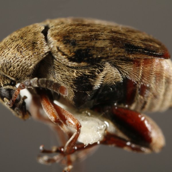 Acanthoscelides obtectus (Say, 1831)