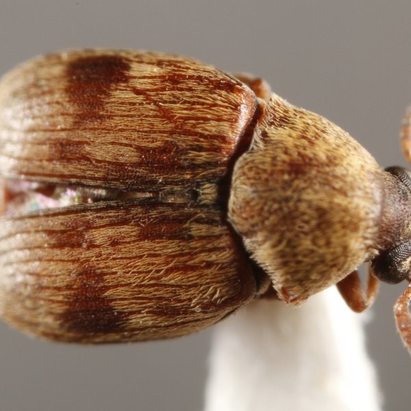 Acanthoscelides fuscomaculatus (Blair, 1928)