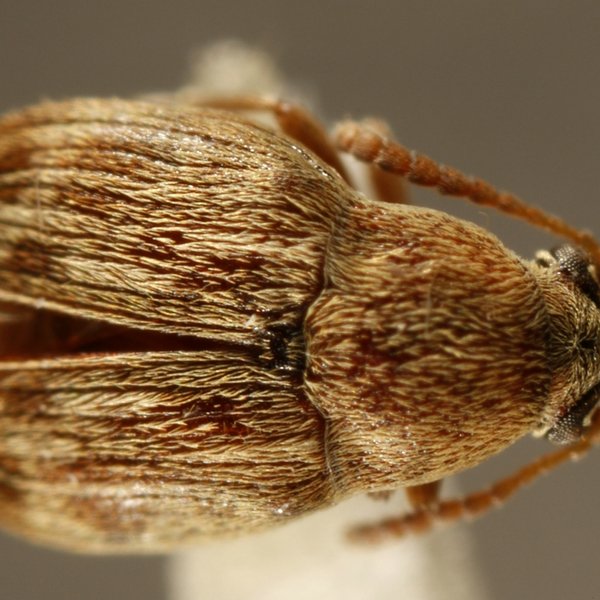 Acanthoscelides rossi Kingsolver & Rivera-Costa, 2001