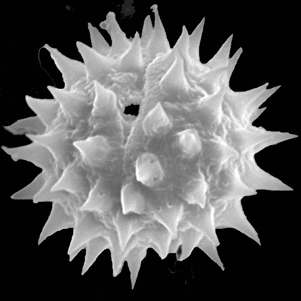 Acmella darwinii (D.M. Porter) R.K. Jansen