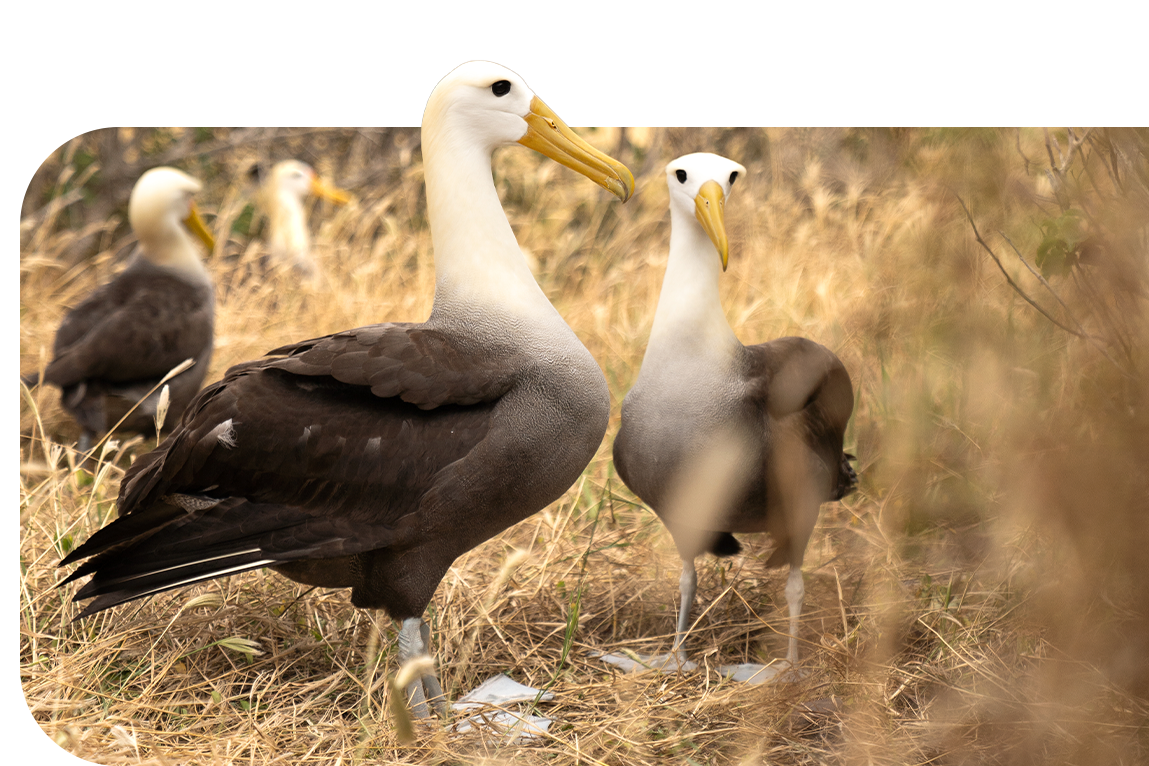 Albatross-pop-up