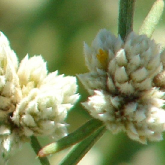 Alternanthera filifolia subsp. filifolia (Hook. f.) J.T. Howell