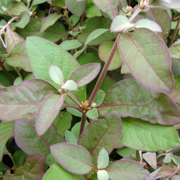 Alternanthera halimifolia (Lam.) Standl. ex Pittier