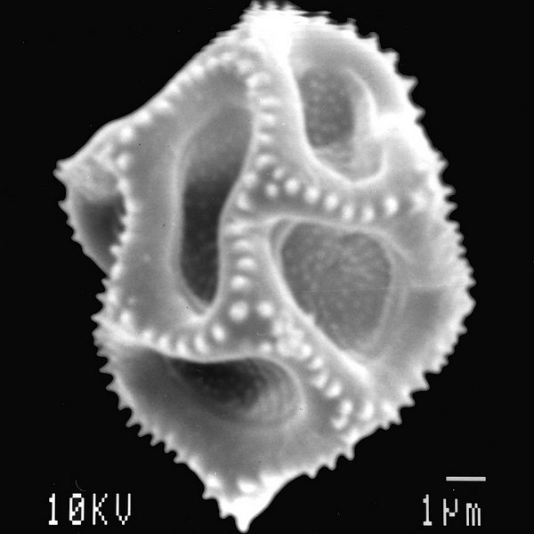 Alternanthera filifolia subsp. rabidensis Eliasson