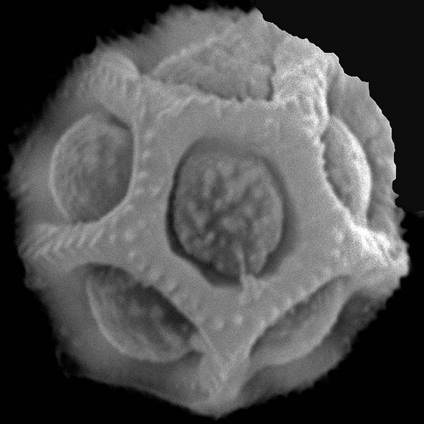 Alternanthera filifolia subsp. glaucescens Eliasson