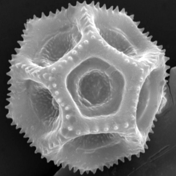 Alternanthera filifolia subsp. pintensis Eliasson
