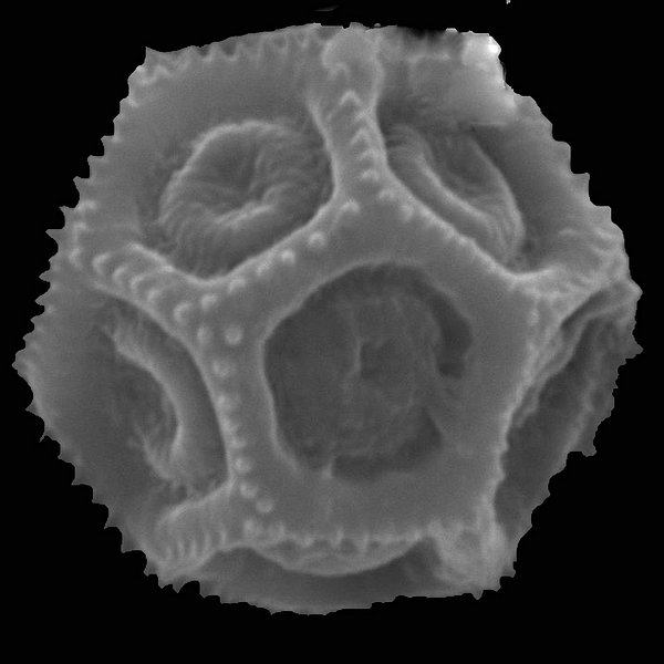 Alternanthera flavicoma (Andersson) Howell
