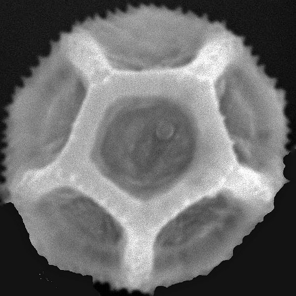 Alternanthera galapagensis (A. Stewart) J.T.Howell
