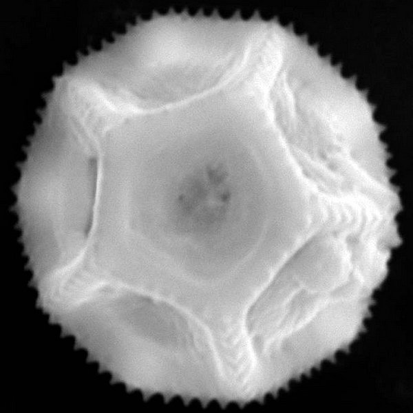 Alternanthera helleri (Robinson) Howell