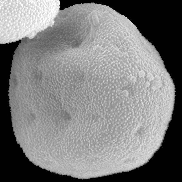 Amaranthus anderssonii J.T. Howell