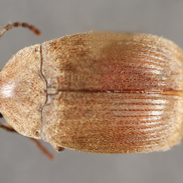 Amblycerus piurae (Pierce, 1915)