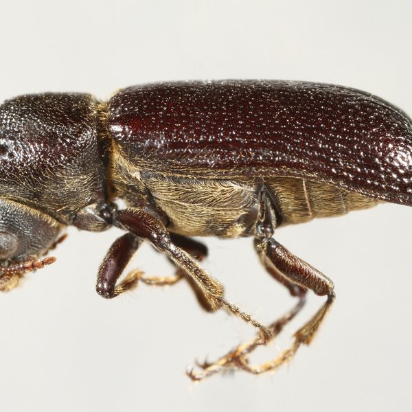 Amphicerus galapaganus (Lesne, 1910)