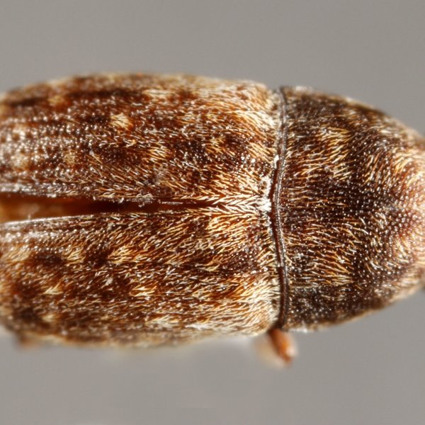 Araecerus fasciculatus (De Geer, 1775)