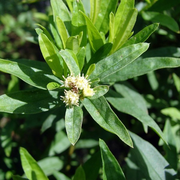 Baccharis steetzii Andersson