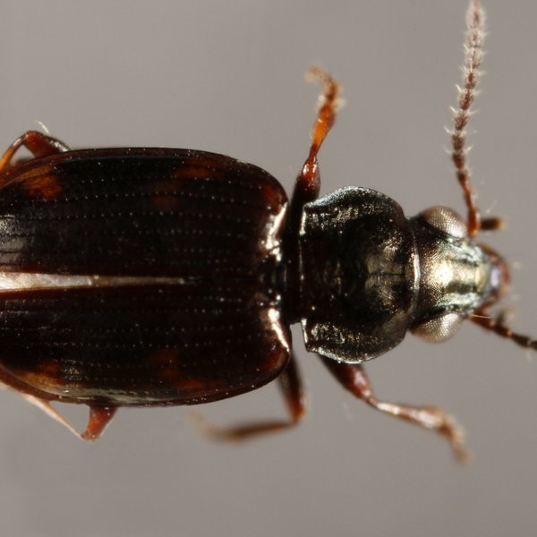 Bembidion galapagoensis (G.R. Waterhouse, 1845)