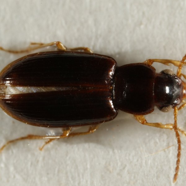 Bradycellus insularis Reichardt, 1976