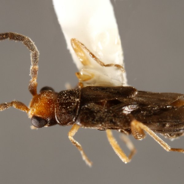Caccodes oceaniae (Bourgeois, 1884)