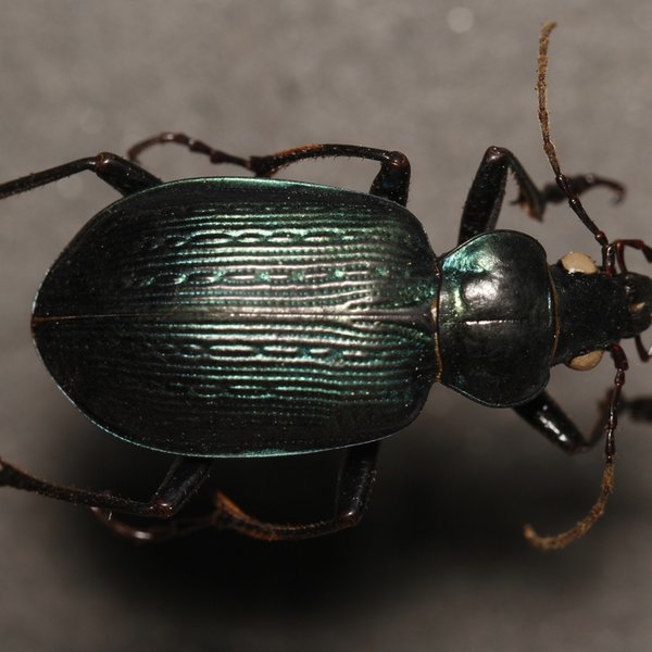 Calosoma granatense Géhin, 1885