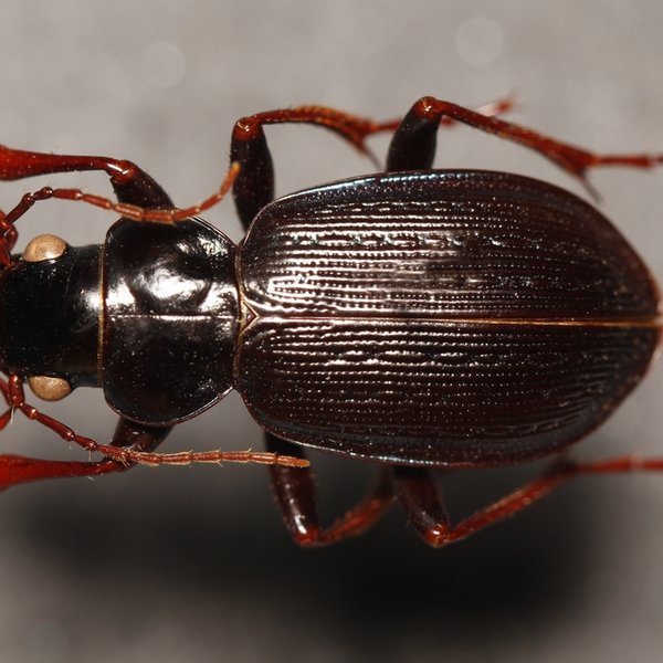 Calosoma leleuporum (Basilewsky, 1968)