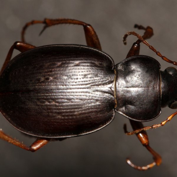 Calosoma linelli Mutchler, 1925