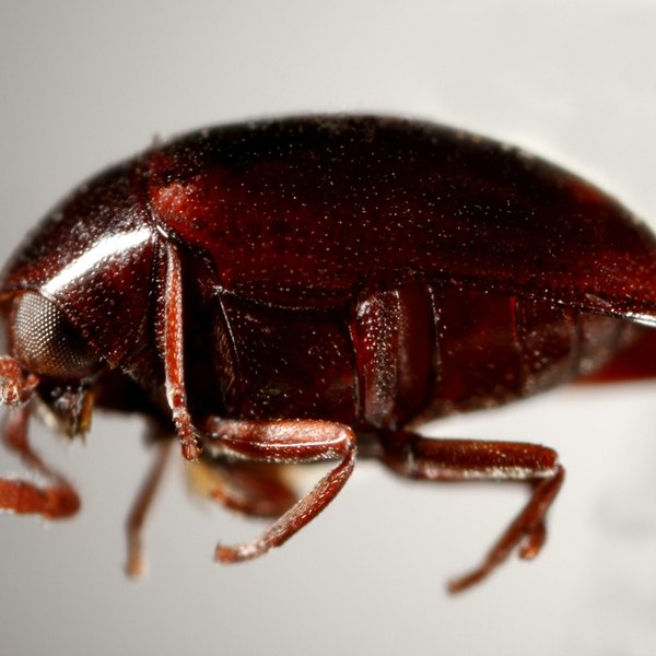 Calymmaderus georgicus (Blair, 1928)