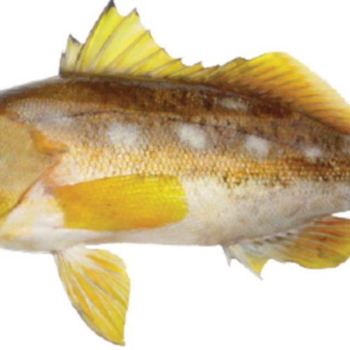 Paralabrax albomaculatus (Jenyns, 1840)