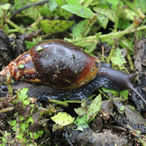 Lissachatina fulica (Bowdich, 1822)