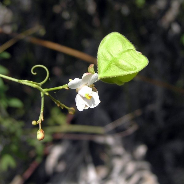 Cardiospermum corindum L.