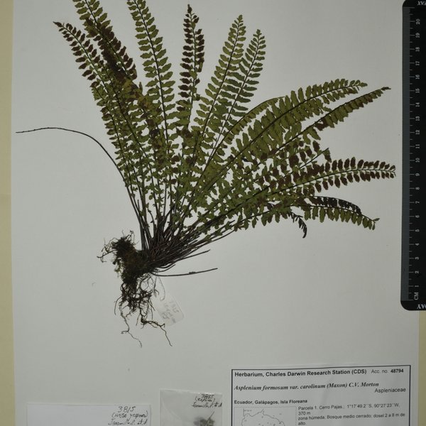 Asplenium formosum var. carolinum (Maxon) C.V. Morton