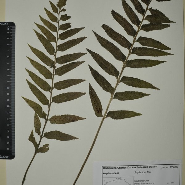 Asplenium feei Kunze ex Fée