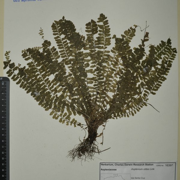 Asplenium otites Link