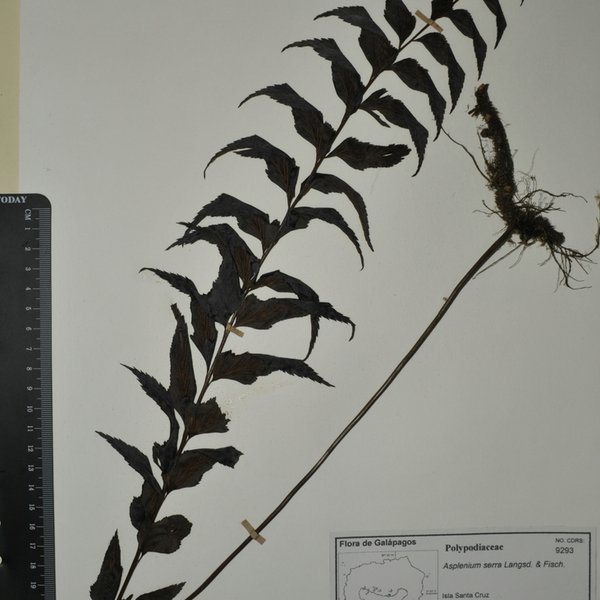 Asplenium serra var. imrayanum Hook.