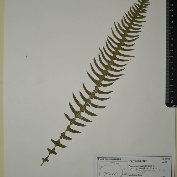 Blechnum polypodioides Raddi