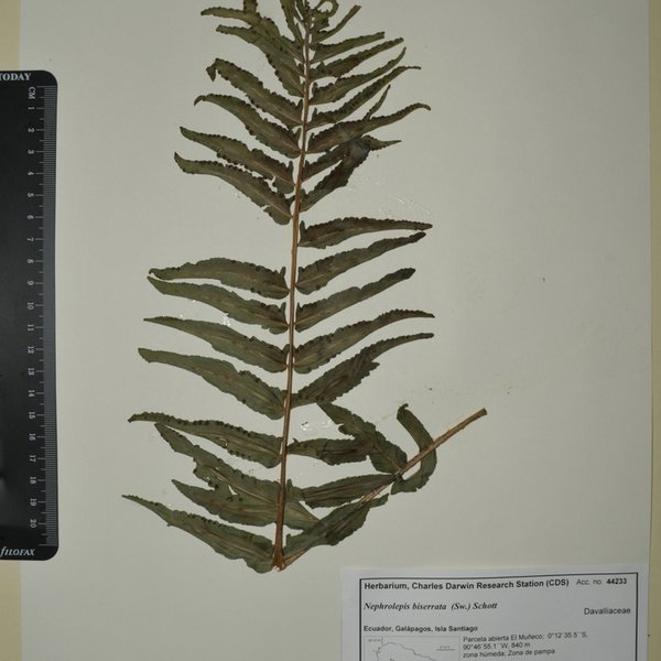 Nephrolepis biserrata (Sw.) Schott