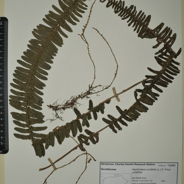 Nephrolepis cordifolia (L.) C. Presl.