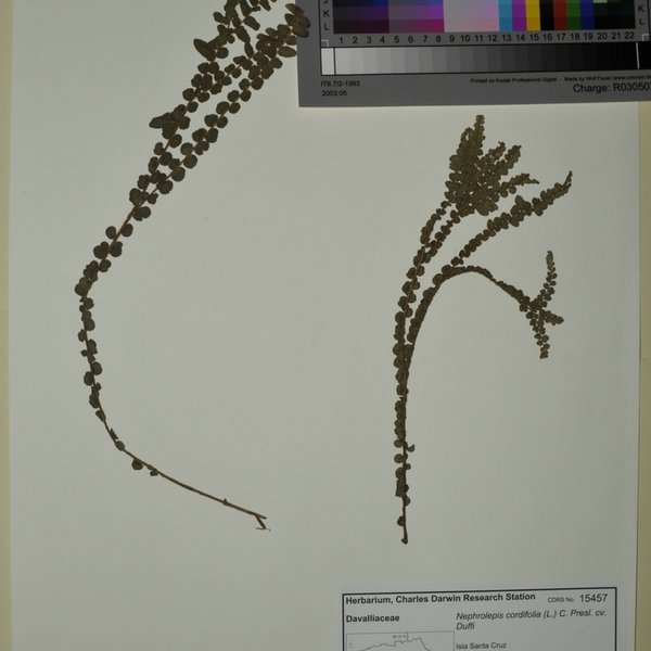Nephrolepis cordifolia cv. Duffi (L.) C. Presl.