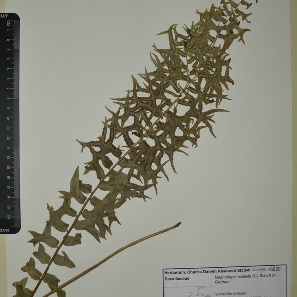 Nephrolepis exaltata cv. Gretnae (L.) Schott