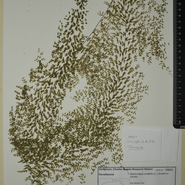 Nephrolepis exaltata cv. Smithii (L.) Schott