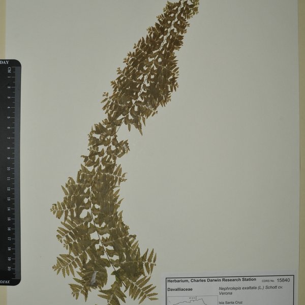 Nephrolepis exaltata cv. Verona (L.) Schott