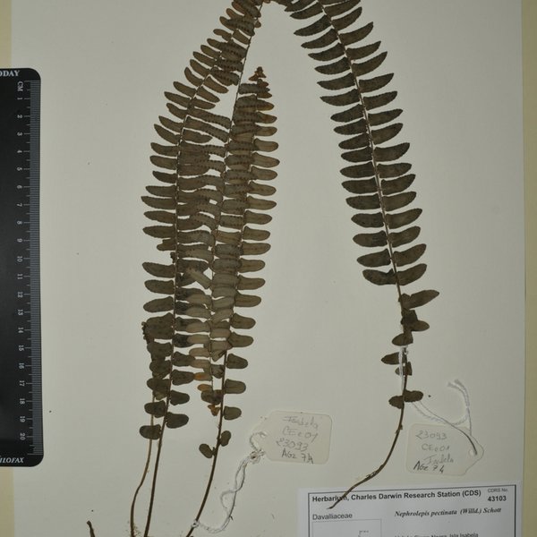 Nephrolepis pectinata (Willd.) Schott
