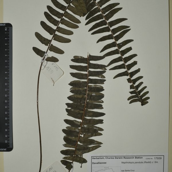 Nephrolepis pendula (Raddi) J. Sm.