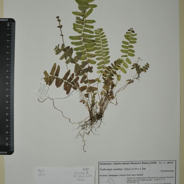Nephrolepis undulata (Afzel. ex Sw.) J. Sm.