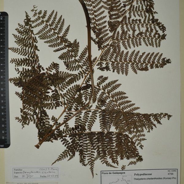 Dennstaedtia cicutaria (Sw.) T. Moore